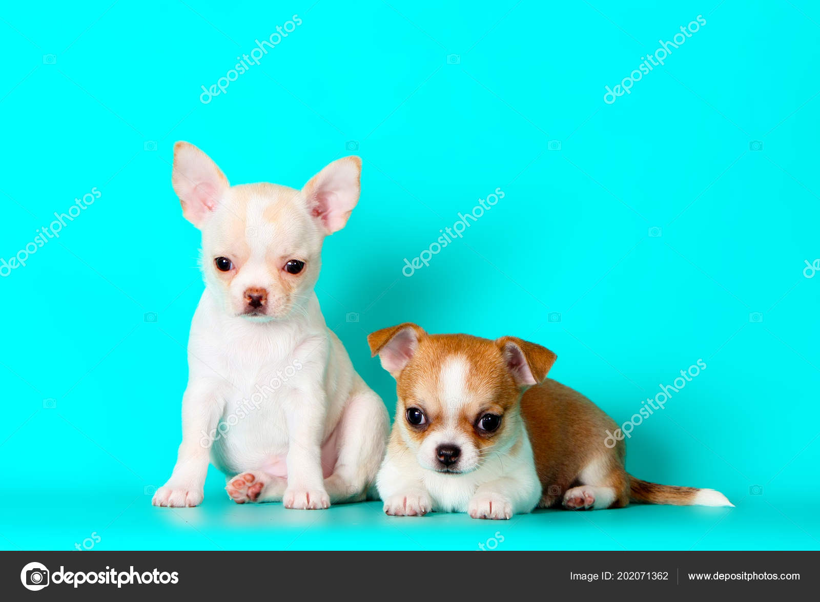 Puppy wallpapers Stock Photos, Royalty