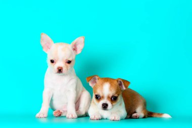 Two small puppies posing in the Studio. Many Chihuahua sitting on a turquoise background. Cute dog white-red color close-up. Horizontal image. clipart
