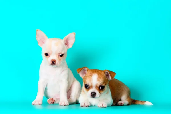 Dos Cachorritos Posando Estudio Muchos Chihuahuas Sentados Sobre Fondo Turquesa Imagen De Stock