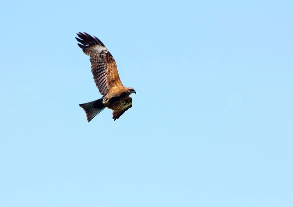 Kite Bateu Suas Asas Voando Contra Céu Azul Uma Ave — Fotografia de Stock
