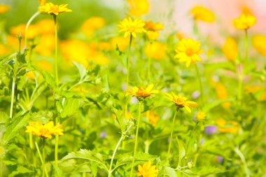 Güzel sarı çiçekli bahar ya da yaz geçmiş. Parlak yeşil bitkilerin arka plan bulanık kavramı. Seçici odak. Yatay görüntü.