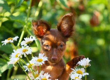 Sokakta beyaz çiçekler poz yükseltilmiş kulaklı bir şirin köpek yavrusu. Kızıl saçlı bir komik köpek chamomiles bir arka plan üzerinde portresi. Doğa içinde a evde beslenen hayvan kavramı. Yatay görüntü. Seçici odak