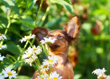 Sevimli köpek sokakta beyaz çiçek kokluyor. Kızıl saçlı bir komik köpek chamomiles bir arka plan üzerinde portresi. Doğa içinde a evde beslenen hayvan kavramı. Yatay görüntü. Seçici odak.