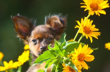 Şirin kızıl saçlı köpek yavrusu bir buket sarı çiçek ile poz. Güzel küçük köpek üzerinde arka plan bulanık. Papatyalar bir hayvanla bir portresini kavramı. Yatay görüntü. Festival Yaz kartı.