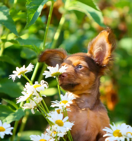 귀여운 강아지 거리에 Chamomiles의 배경에 강아지의 초상화 자연에서 동물의 개념입니다 — 스톡 사진