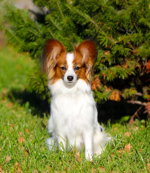 Papillon Posiert Herbst Vor Dem Hintergrund Der Fichte Schöner Hund — Stockfoto