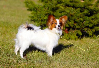 Papillon yeşil Ladin önüne üzerinde duruyor. Güzel, beyaz bir köpek çim üzerinde poz. Şirin, komik köpek yavrusu sonbaharda parkta yürüyor. Kıta oyuncak İspanyol. Yatay görüntü.