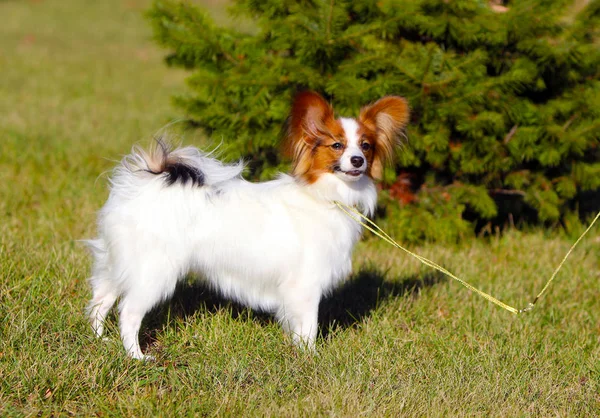 Papillon Előtt Egy Zöld Fenyő Utcában Áll Gyönyörű Fehér Kutya — Stock Fotó