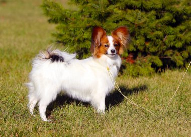 Papillon yeşil Ladin önüne üzerinde duruyor. Güzel, beyaz bir köpek çim üzerinde poz. Şirin, komik köpek yavrusu sonbaharda parkta yürüyor. Kıta oyuncak İspanyol. Yatay görüntü.