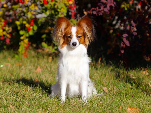 Papillon Sentado Rua Fundo Outono Bonito Cão Branco Posando Grama — Fotografia de Stock