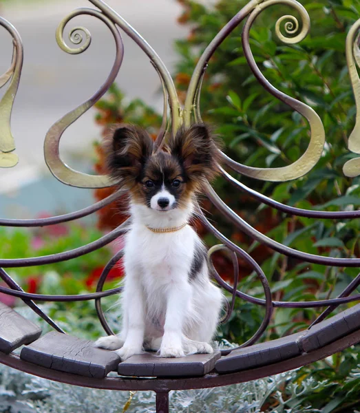 Jolie Race Chiot Papillon Posant Sur Banc Métal Beau Petit — Photo