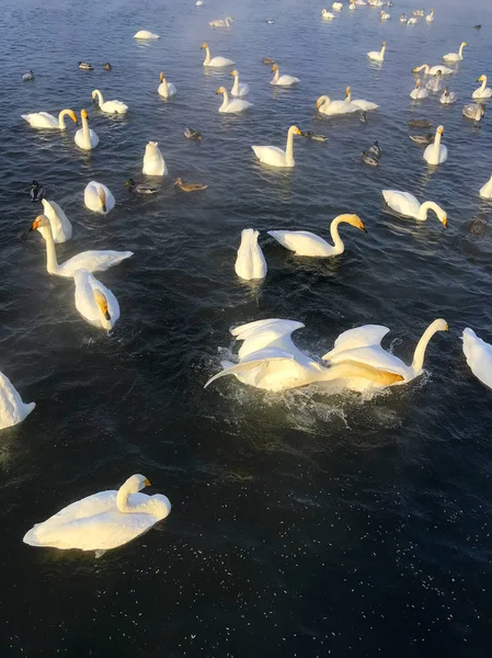 Whooper swans swim in the ice-free lake, Altai Krai, Russia. Migratory birds arrived for the winter. Vertical image. Close up.