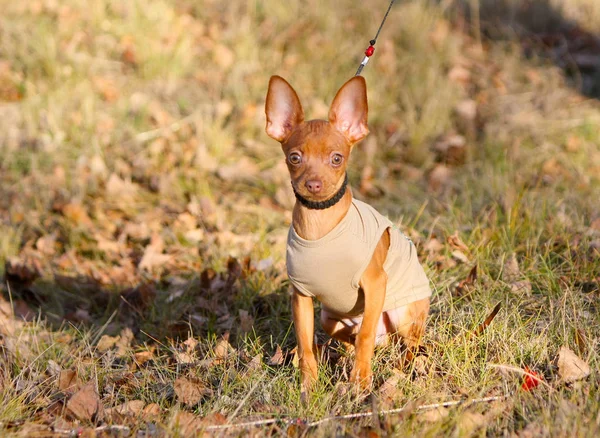 Retrato Cachorro Brinquedo Russo Raça Terrier Fundo Folhas Outono Cão — Fotografia de Stock