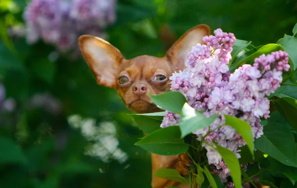 Portrait of a dog with lilac flowers close-up. Cute, red puppy on a blurred, green background. Animal head outdoors, front view. Russian toy Terrier. Horizontal image. Free space for text. Copy space.