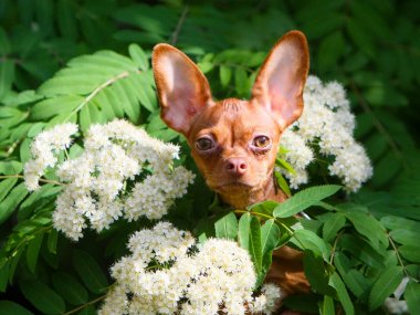 Portrait of a beautiful puppy on a background of Rowan flowers close-up. Small, cute dog front view. The animal poses in the green leaves of the tree. Russian toy Terrier. Copy space. Outdoor air. clipart