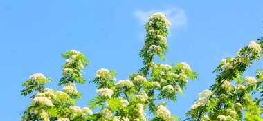 Zarif, güzel, doğal arka plan. Beyaz bir bulutile mavi bir gökyüzünde çiçek açan dağ külleri. Yatay görüntü. Metin için boş alan. Kopya alanı. Yakından kapatın. Soyut Duvar Kağıdı.