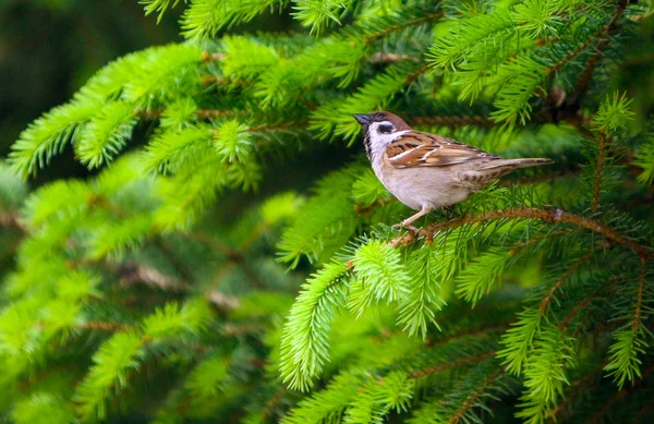 Sperling Auf Einem Fichtenzweig Sitzend Kleiner Vogel Auf Dem Weihnachtsbaum — Stockfoto