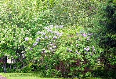 Zarif bahar manzarası. Çiçekli leylak çalıları ve yeşil yapraklı Rowan. Park'taki doğanın çiçekli doğası. Yatay görüntü. Kopyalama alanı.