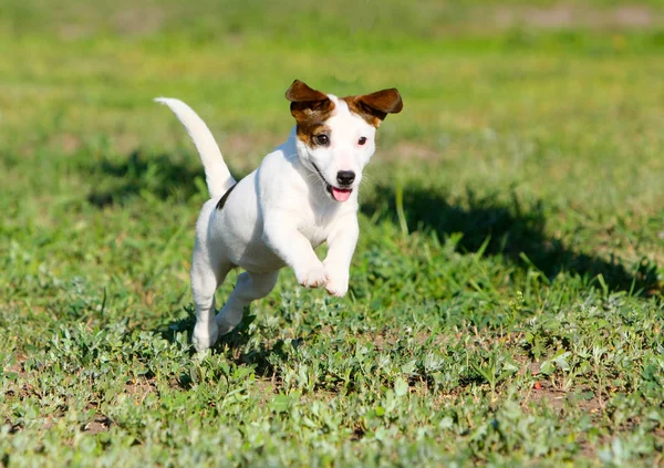 Active dog in a jump on the green grass. Cute puppy jumping on a walk. The Jack Russell Terrier is a front view in motion. Copy space. Close up. Outdoor air.