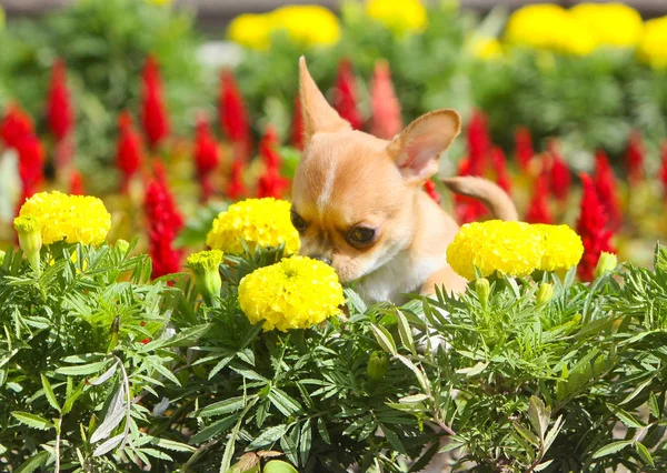 红色小狗嗅黄花 可爱的 花坛上的小狗 奇瓦瓦在街上 水平位置 复制空间 — 图库照片