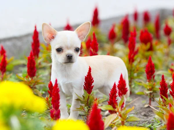 White Puppy Stands Ground Red Colors Cute Little Dog Flower — Stock Photo, Image