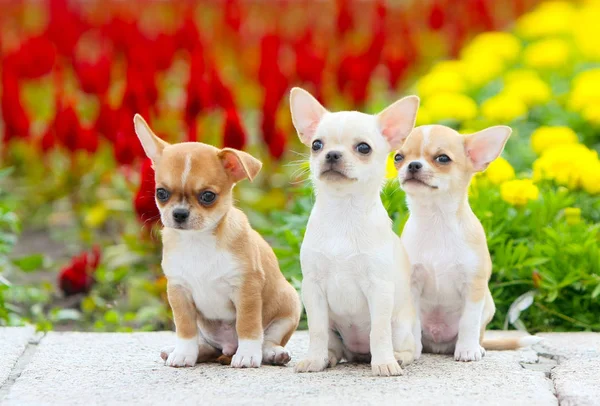 Tres Hermosos Cachorros Sentados Sobre Fondo Flores Amarillas Rojas Muchos Fotos De Stock Sin Royalties Gratis