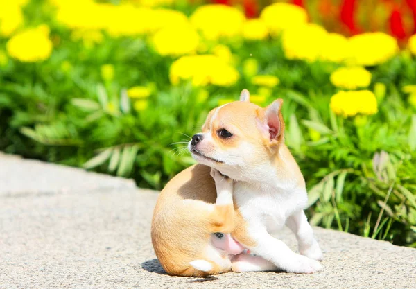 Cute puppy sitting and scratching his ear on the street. A small dog posing on a background of flowers. Chihuahua. Horizontal image. Close up. Copy space.