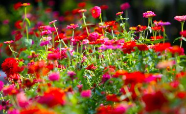 Zarif, güzel, kırmızı çiçekler doğal arka plan. Açık havada çiçek açan bahçe, seçici odak. Kopya alanı. Yatay görüntü. Doğal doku.