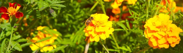 選択的な焦点を持つエレガントな 自然な背景 スズップはマリーゴールドの花に蜜を集める 水平方向の画像 クローズアップ スペースをコピーします 屋外空気 — ストック写真