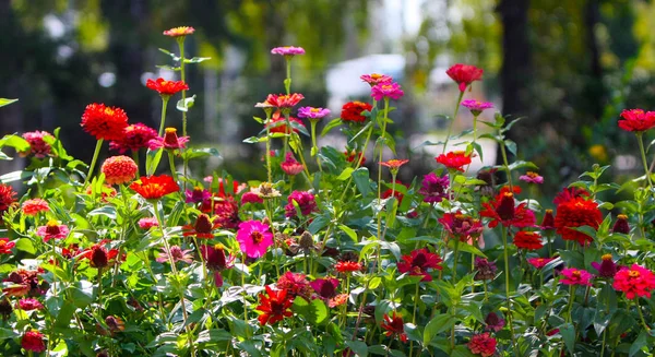 Elegant Beautiful Natural Background Red Flowers Blooming Garden Outdoors Selective — Stock Photo, Image