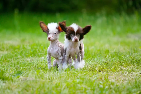 Chinese Crested Dog Puppies Background Grass Cute Dogs Pose Outdoor — Stock Photo, Image