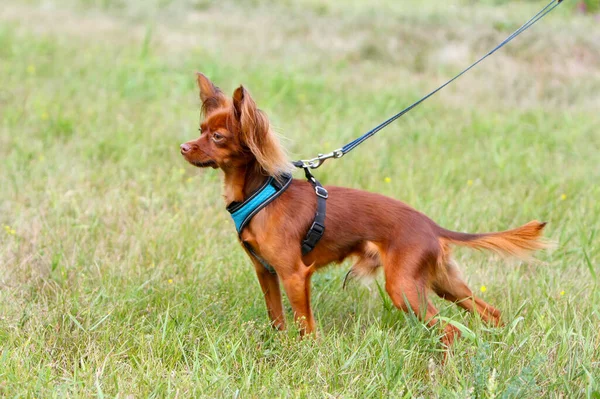 Маленькая Рыжая Собака Стоит Профиль Симпатичный Щенок Позирует Зеленой Траве — стоковое фото