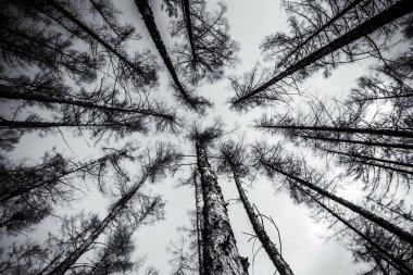 Ağaçlarda alttan görünüm