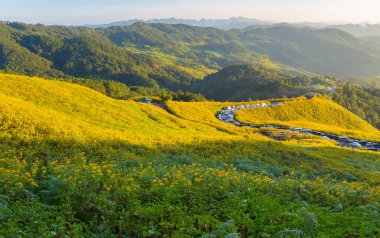 günbatımı güzel sarı çiçekler sahada. 