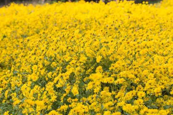 Żółte Kwiaty Chryzantemy Roślin Naturalne Pole Zewnątrz — Zdjęcie stockowe