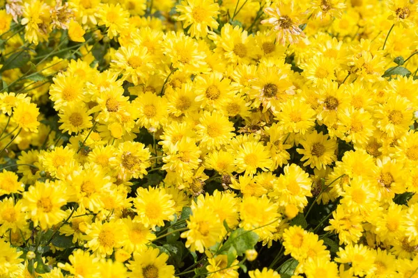 Żółte Kwiaty Chryzantemy Roślin Naturalne Pole Zewnątrz — Zdjęcie stockowe