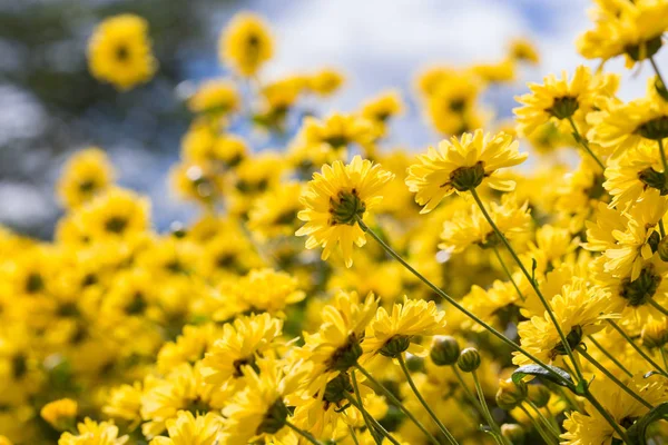 屋外自然界にキクの黄色の花 — ストック写真