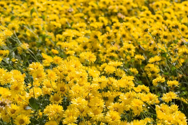 屋外自然界にキクの黄色の花 — ストック写真