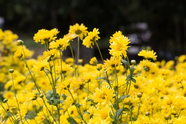 Flores Amarelas Plantas Crisântemo Campo Natural Livre — Fotografia de Stock