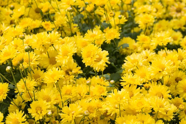 Flores Amarelas Plantas Crisântemo Campo Natural Livre — Fotografia de Stock