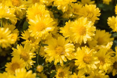 Krizantem bitkilerin doğal alan açık havada güzel sarı çiçekler Close-up