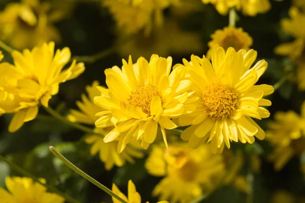 Close Belas Flores Amarelas Plantas Crisântemo Campo Natural Livre — Fotografia de Stock