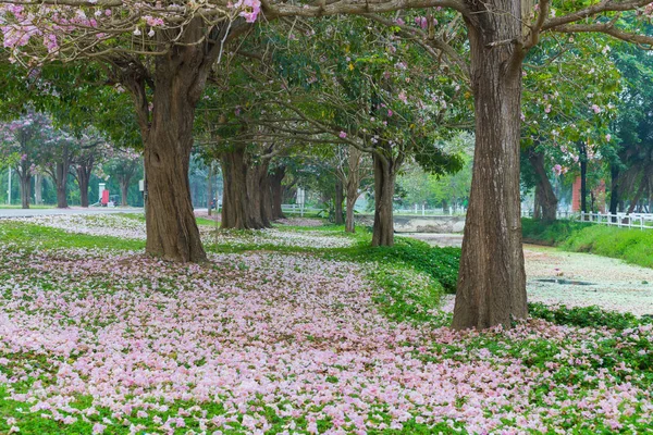 Parque Estrada Coberta Com Cerejeiras Pétalas Cor Rosa — Fotografia de Stock