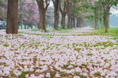 Park yol kenarında toplayan kiraz ağaçları pembe yaprakları ile kaplı