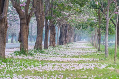 Park yol kenarında toplayan kiraz ağaçları pembe yaprakları ile kaplı