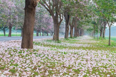 Park yol kenarında kiraz ağaçları pembe yaprakları ile kaplı