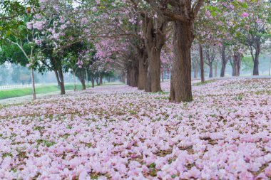 Park yol kenarında toplayan kiraz ağaçları pembe yaprakları ile kaplı