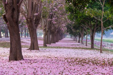 Park yol kenarında kiraz ağaçları pembe yaprakları ile kaplı