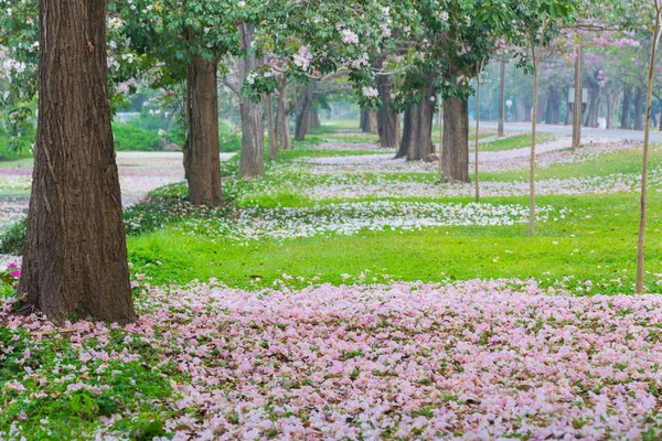 Park Yol Kenarında Kiraz Ağaçları Pembe Yaprakları Ile Kaplı — Stok fotoğraf