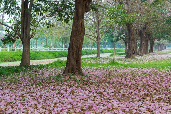 Park Roadside Covered Cherry Trees Pink Petals — Stock Photo, Image